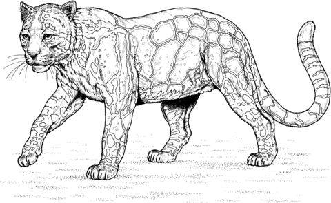 Walking Clouded Leopard  Coloring Page